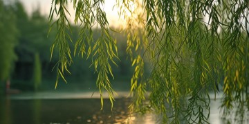 银川翠柳岛的物业究竟叫什么？